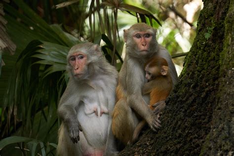 Hendry County, Florida has the unfortunate distinction of being a center for the breeding of monkeys for use in research and testing. . Macaque breeders florida